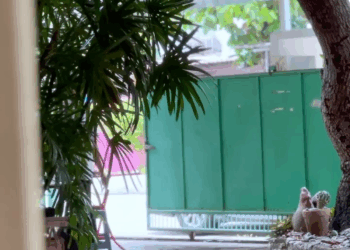 [ครบชุด] WIN68317 เพื่อนแท้ ข้าวเหนียวกับปลาแห้ง